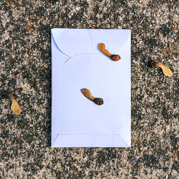 packet_maple_seeds.jpg