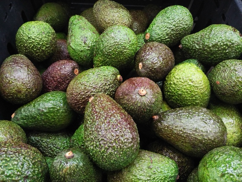 avocado.jpg