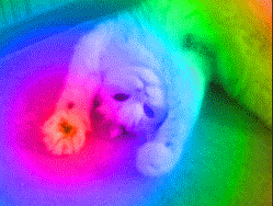 cat_rainbow.gif