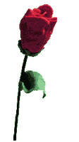 rose.gif