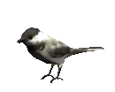 birds_chickadee.gif