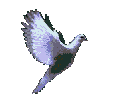 birds_dove2.gif