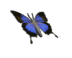 butterfly_blue.gif