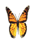 butterfly_monarch.gif