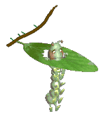 caterpillar.gif