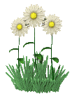 daisies.gif
