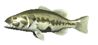 fish_bass.gif