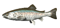 fish_rainbow_trout.gif