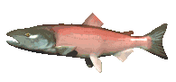 fish_salmon.gif
