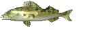 fish_trout.gif