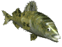 fish_trout2.gif