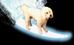 surfin.gif